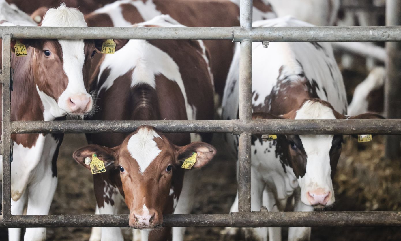 Νόσος των τρελών αγελάδων σε αγρόκτημα στη Σκωτία &#8211; Επιβεβαιώθηκε το κρούσμα από την κυβέρνηση