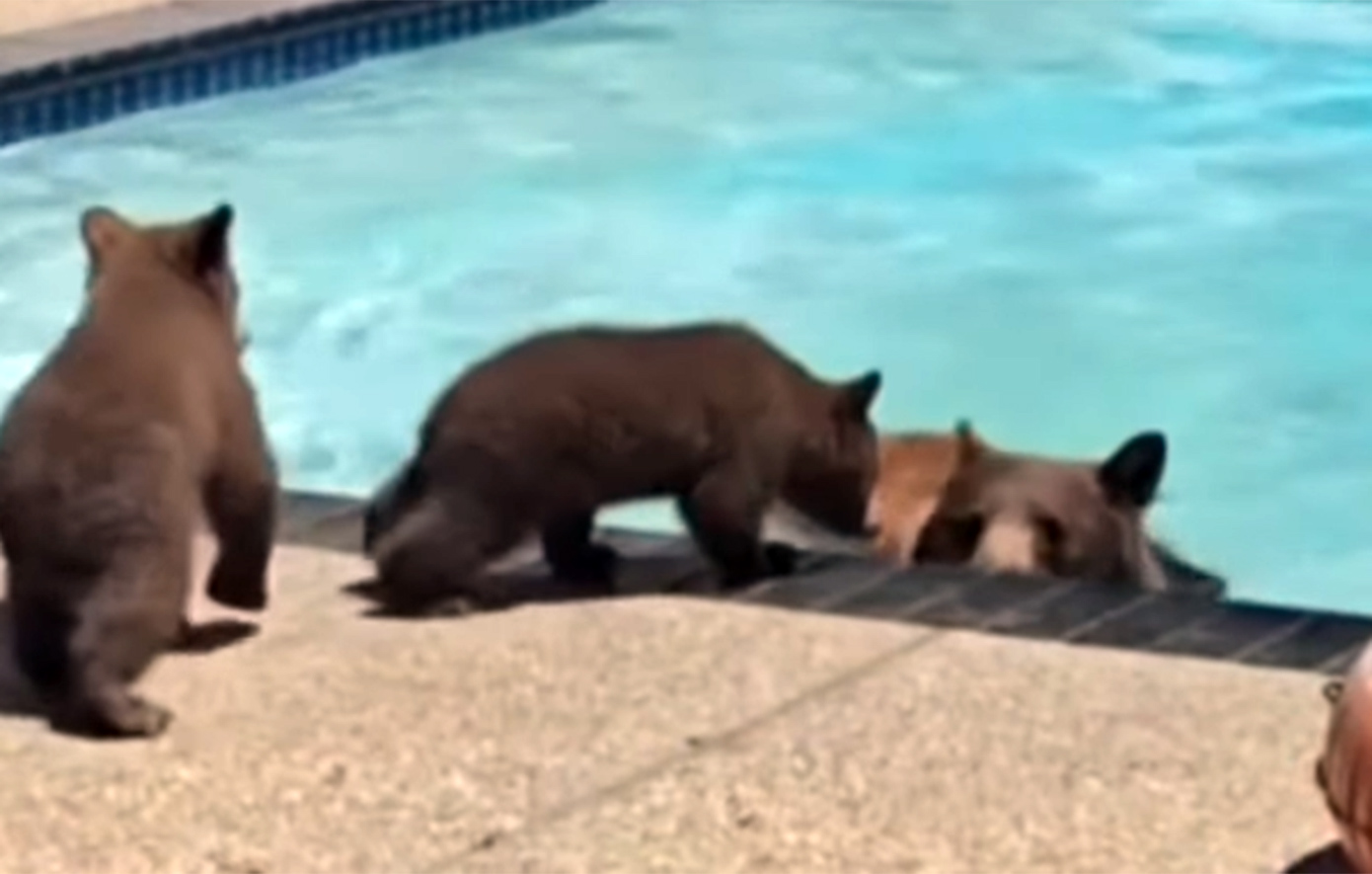 Αρκούδα μαζί με τα μικρά της βουτά σε πισίνα σπιτιού στην Καλιφόρνια για να δροσιστεί